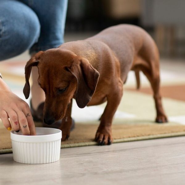  Kvalitní granule pro psa: Čemu věnovat pozornost?